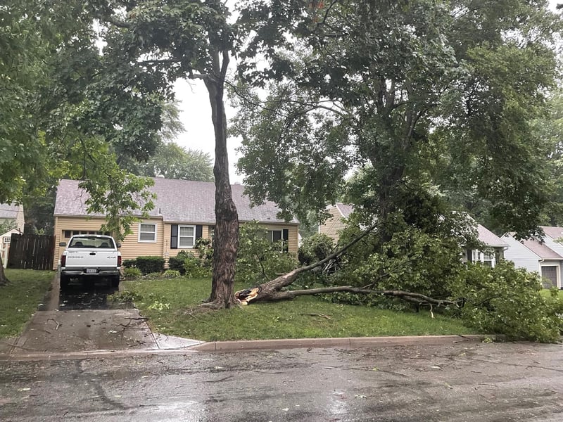 Downed Tree